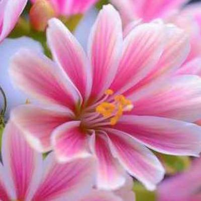 आनंद वाटा