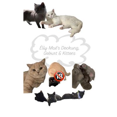 Élly Maë's Deckung, Geburt & Kittens Élly Maë's Deckung, Geburt & Kittens