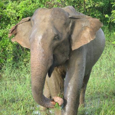 Elephant