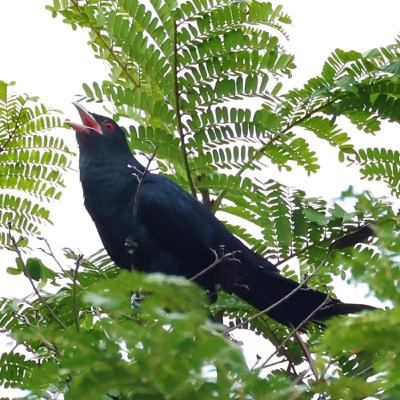 120-杜鵑科鳥類介紹-上