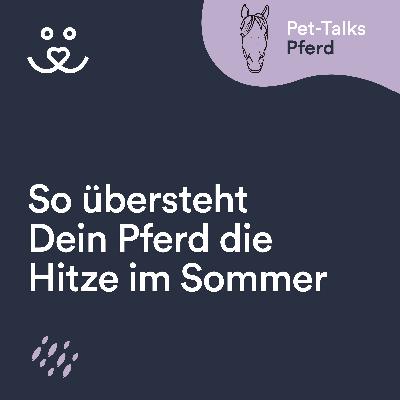 So übersteht Dein Pferd die Sommer-Hitze
