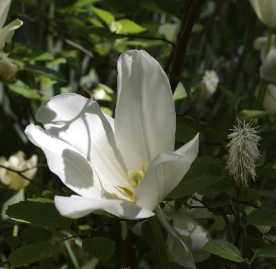 Digging Up Lily's Garden