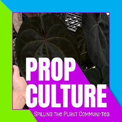 S02E03 | Plant Shipping, the History of A. 'Ace Of Spades' & Designer Plants