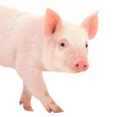 Pig Fırat|Drip Diss