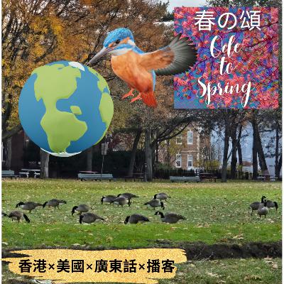 波士頓行車讓路給加拿大雁Make Way For Canada Goose