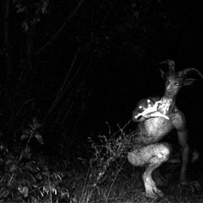 Episode 32: Goatman De Anansi: Algo Nos Observa Desde El Bosque! Episode 32: Goatman De Anansi: Algo Nos Observa Desde El Bosque!