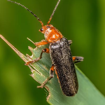 Bombardier Beetles Bombardier Beetles