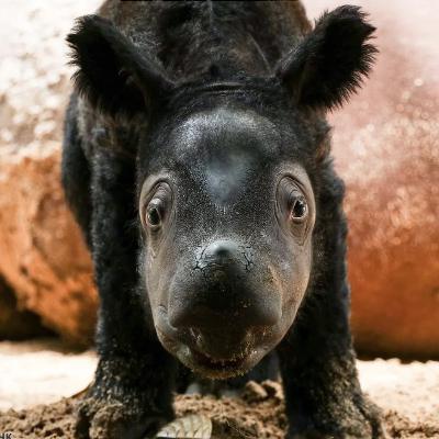 Sumatra, Bonus Ep: She's here! Rare Sumatran rhino calf born