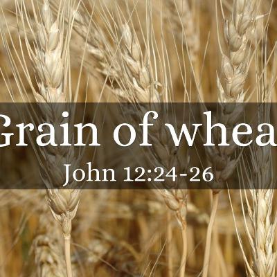"Truly, truly I say to you, unless a grain of wheat falls into the earth and dies, it remains alone; but if it dies, it bears much fruit." John 12:24 "Truly, truly I say to you, unless a grain of wheat falls into the earth and dies, it remains alone; but if it dies, it bears much fruit." John 12:24