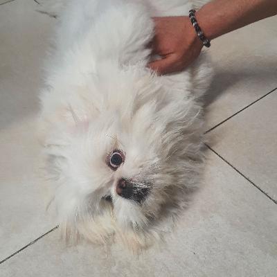 لنگش در سگ قسمت دوم. همه چیز درباره هیپ دیسپلازی در سگها لنگش در سگ قسمت دوم. همه چیز درباره هیپ دیسپلازی در سگها