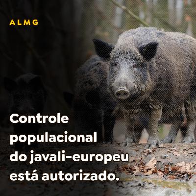 Controle populacional do javali-europeu está autorizado