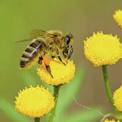 Grass, Bees, and Biodiversity: Rethinking No Mow May