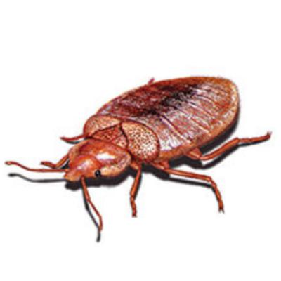 [S.2. Les espèces animales en voie d'apparition] Les punaises de sièges, chaises, fauteuils, canapés, poufs et tabourets [feat. : Thomas Pesquet]