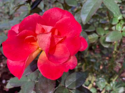 2025.10/29 夢中と執着の違い from Radiotalk