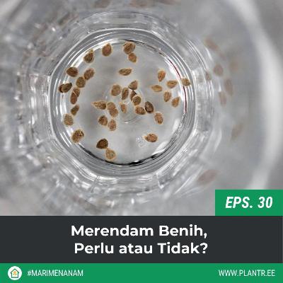 MM 30: Merendam Benih, Perlu atau Tidak?