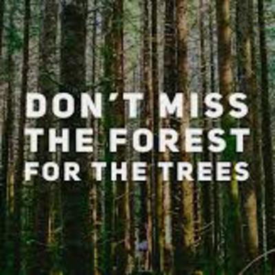 Trees From The Forrest? : Being Grateful In The Midst Of A Storm.