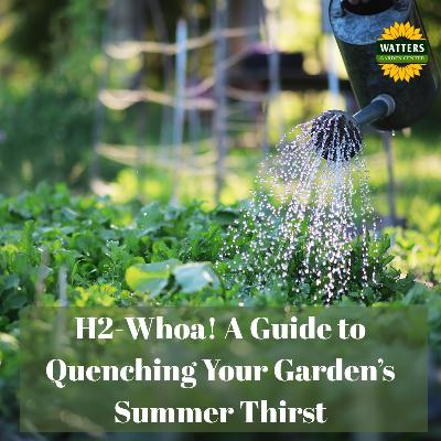 💦 H2-Whoa! A Guide to Quenching Your Garden’s Summer Thirst
