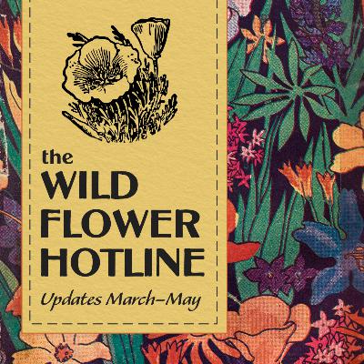 Wild Flower Hotline March 13, 2026 Wild Flower Hotline March 13, 2026