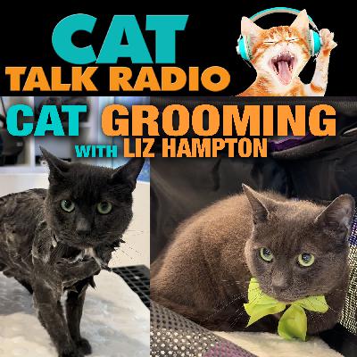 The Kitty Clean Routine: What's Normal and What's Not in Cat Grooming