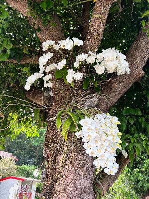 L’orchidée « mamie taïwanaise » réintroduite dans son milieu naturel