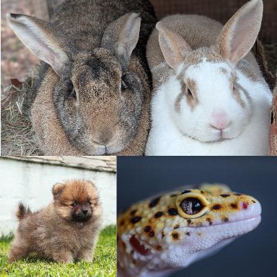Bunnies & Puppies & Geckos, Oh, My!