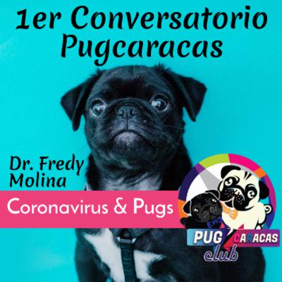 🐶 Consejos y cuidados de los pug carlino y nuestras mascotas ante el Coronavirus y la cuarentena - @pugcaracas