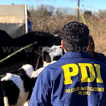 PDI recupera más de 80 vacunos en una semana en la provincia de Osorno episode artwork