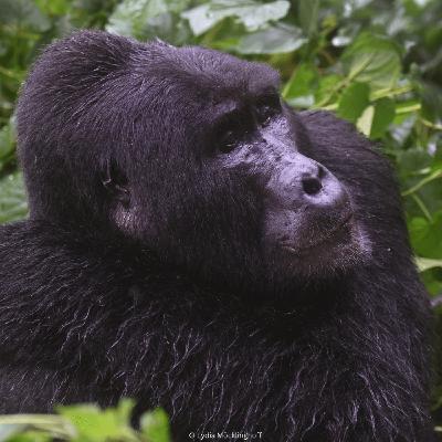 WW440: Von Gorillas, Grenzen und großen Visionen – im Gespräch mit Dr. Andrew Seguya über die Rettung der Berggorillas (Uganda-Finale!) – mit Lydia Möcklinghoff und Erik Lorenz