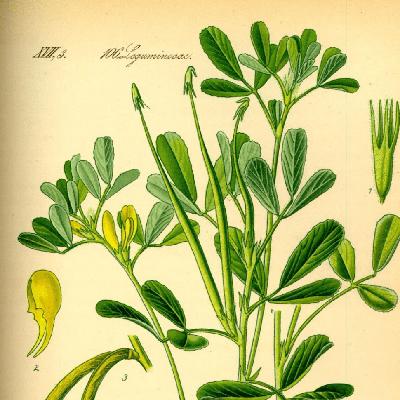 Petit farceur: comment grossir avec le fenugrec?