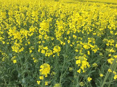 Syyskylvöisten kasvien viljelyn edellytykset, osa 2: Syysöljykasvit