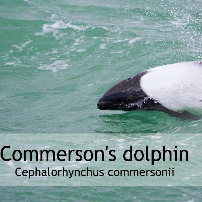 The Amazing Commerson's dolphin