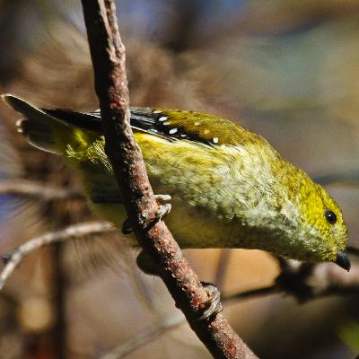 Tasmania Coastal Forest Birds