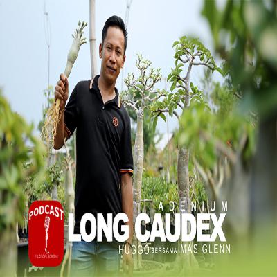 Cara Membuat Adenium Long Caudex