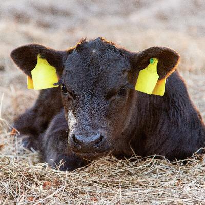 MoDak Dairy Captures Niche Beef-On-Dairy Market