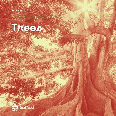 Episode 11.13 - Trees