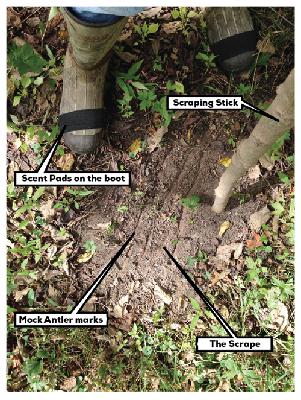 Deer Hunting, It's Scrape Time! HFJ No. 186