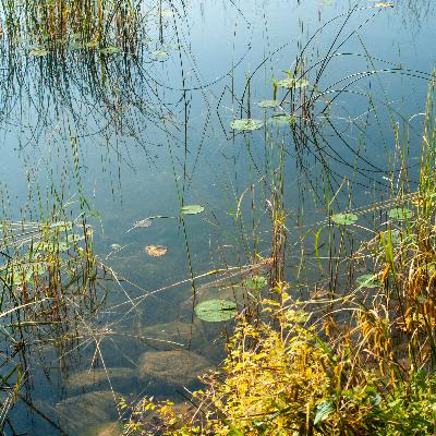Bluegill