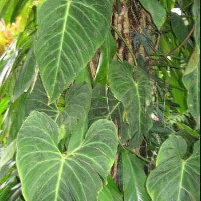 Episode 14-2024 Philodendron Fever - How to Grow and Care for This Classic Beauty