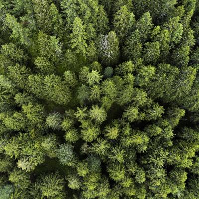 La filiera del legno