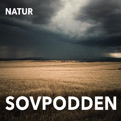 43. Regn och åska på avstånd efter en tryckande värmebölja 43. Regn och åska på avstånd efter en tryckande värmebölja