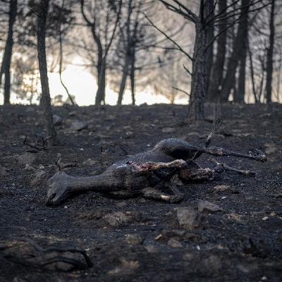 Contratertulia nºCLV INCENDIOS FORESTALES