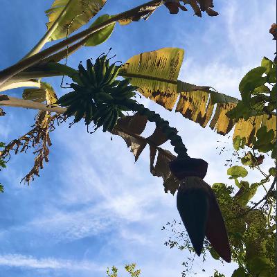 Ep 55: Creating A Food Forest