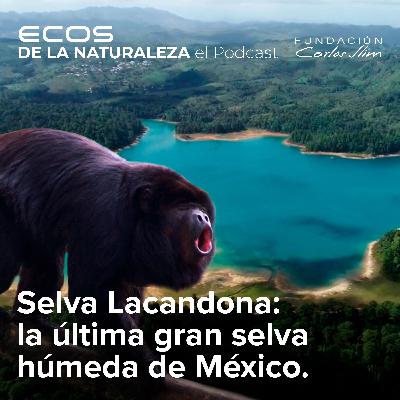 Selva Lacandona, la última gran selva húmeda de México”  Episode #10