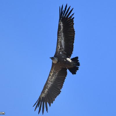 19 - El dels ocells carronyaires de Catalunya