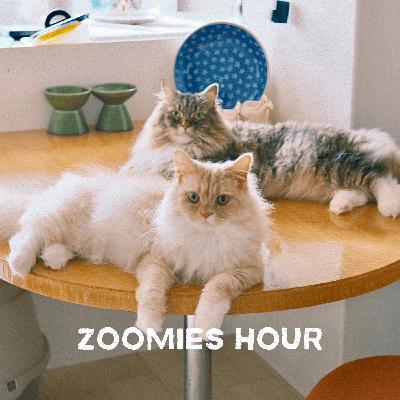 #019 猫のお手入れ/爪切り/耳かき/お髭コレクション/猫用品のお掃除など