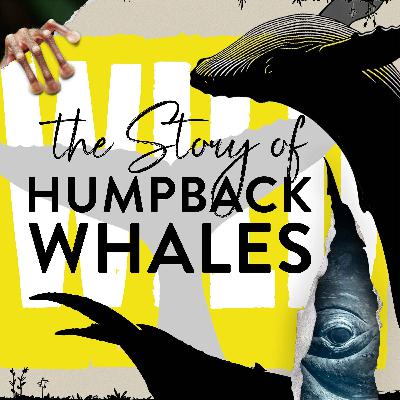 What We Learn From Whale Snot