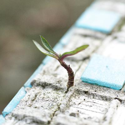 A Little Hope