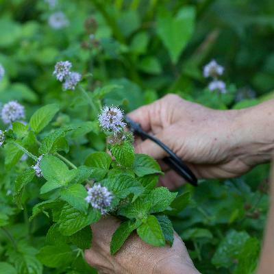 Wie man Minze im Garten pflanzt und was man alles damit machen kann