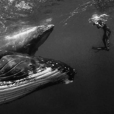 Incredible Whale Encounters As Captured by Jem Cresswell  -Graeme  Kemlo