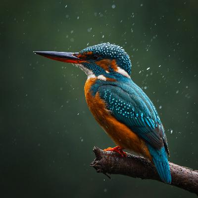 the guardian of the grail the guardian of the grail